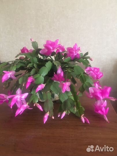 Декабрист шлюмбергера