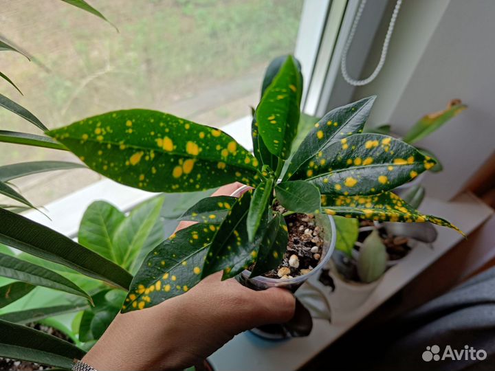 Кротон аукуболистный