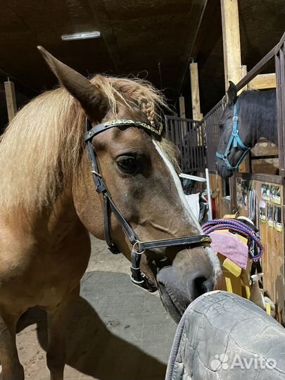 Сайдпул для лошади