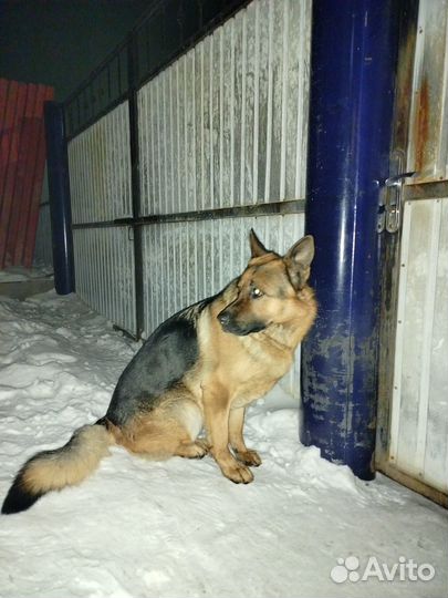 Собака для вязки