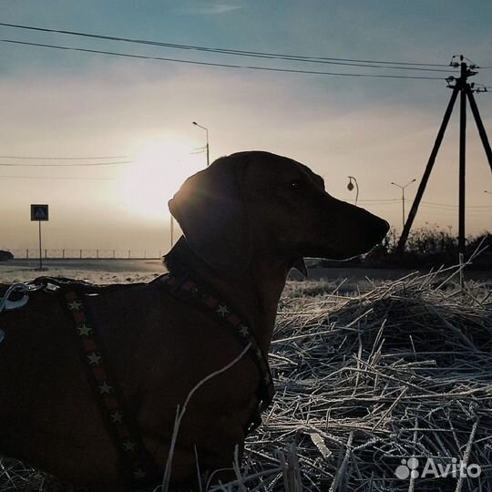 Такса кабель вязка