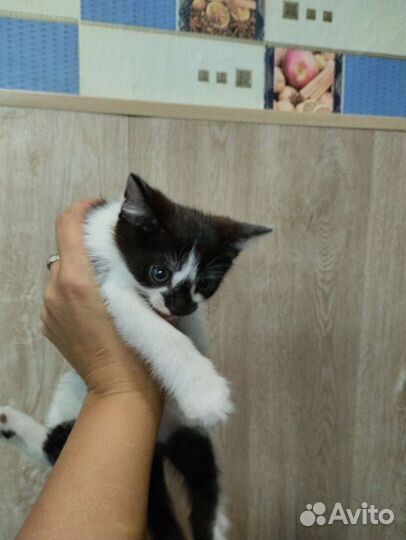 Котенок в добрые руки