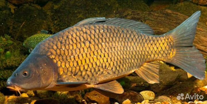 Карп живой