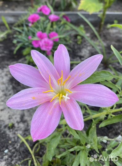 Колокольчик махровый точечный Подснежники