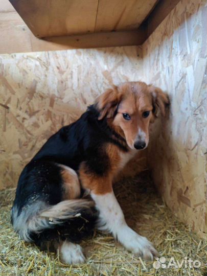 Робкая Леди ищет своего человека