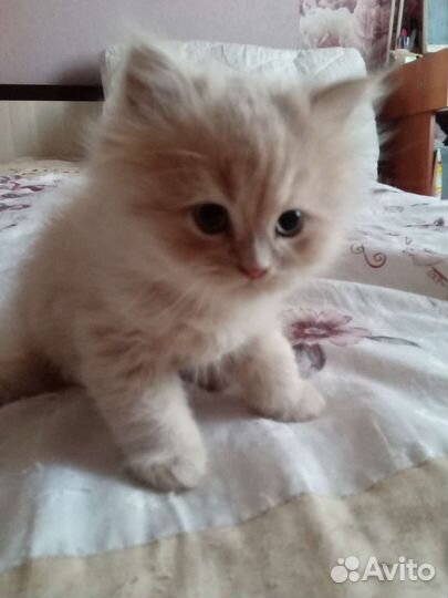 Персидский котенок