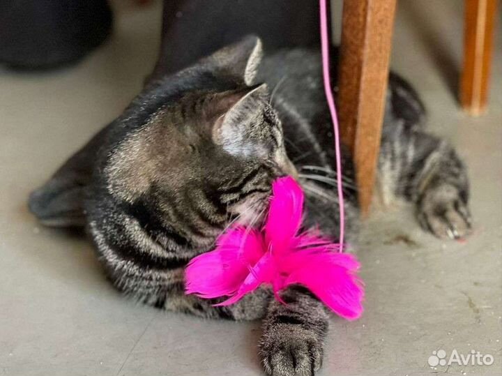 Кошки в добрые руки бесплатно