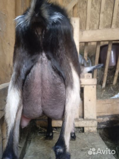 Молодая дойная коза