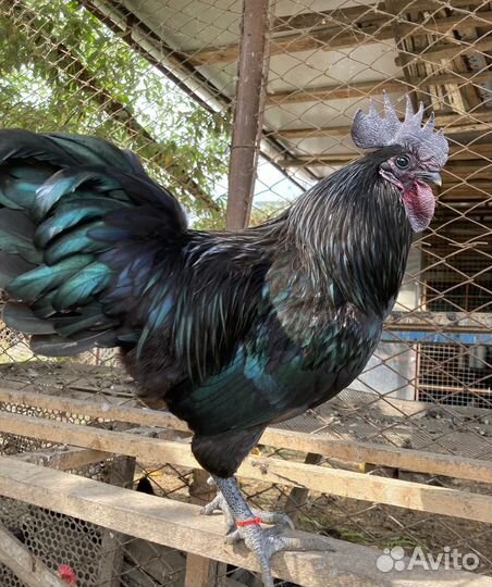 Молодые петухи