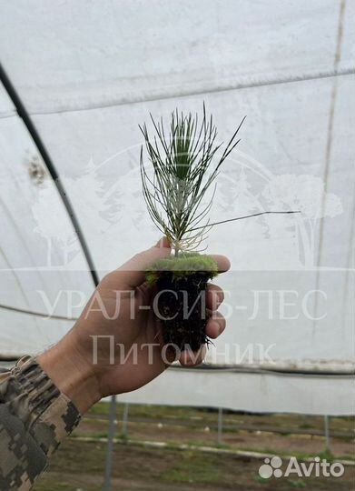 Предзаказ Горная сосна Мугус зкс сеянцы