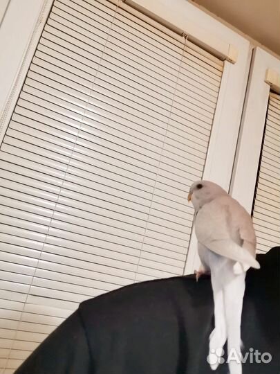 Попугай волнистый