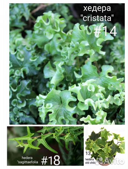 Хедера, плющ 15 сортов