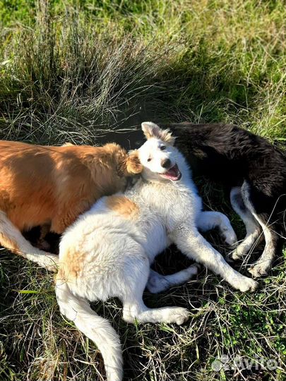 Метис маламута в добрые руки