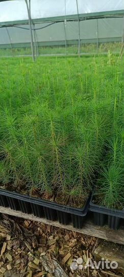 Сеянцы ели зкс от производителя