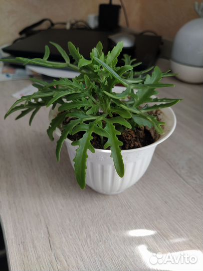 Каланхоэ рассеченное лациниата 