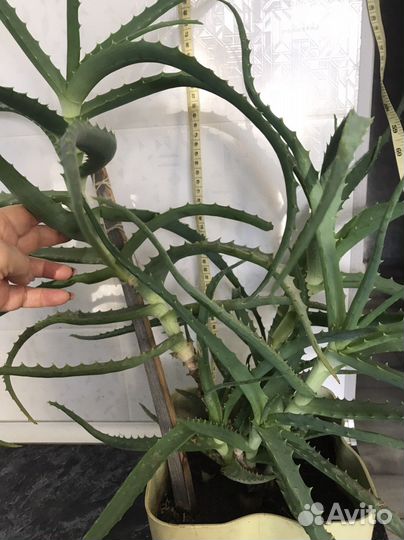 Алоэ лечебный