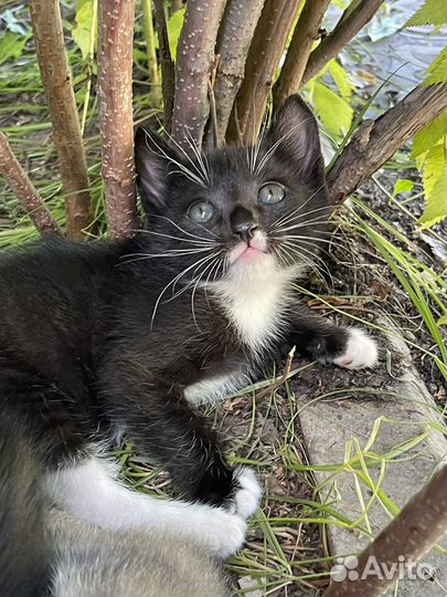 Котенок мальчик 1,5 мес