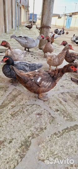 Яйца индоуток