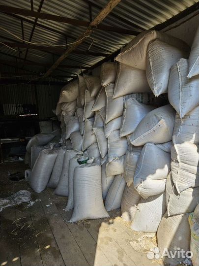 Эспарцет семена