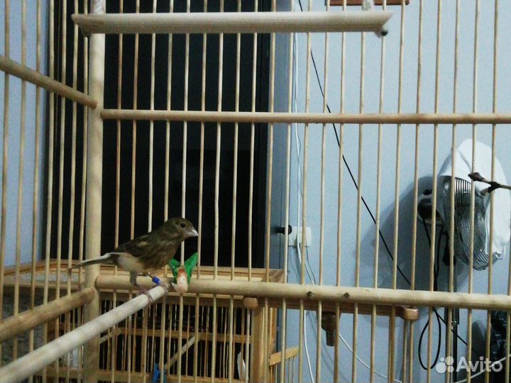 Певчие кенара и канарейки