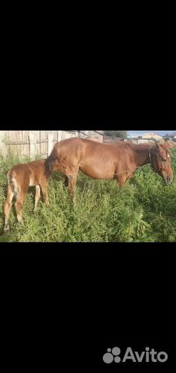 Кобыла с жеребенком