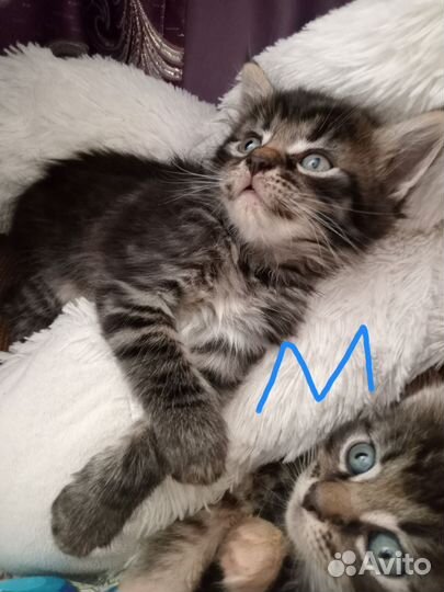 Метисы Мэйн куна