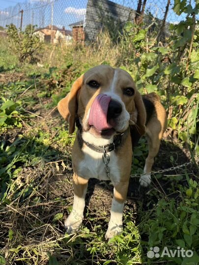 Вязка выжлеца