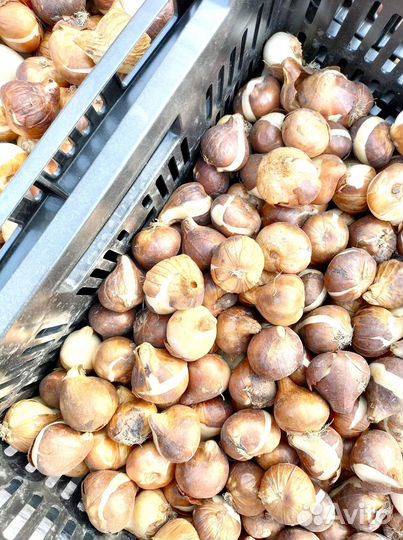 Луковицы тюльпанов махровые