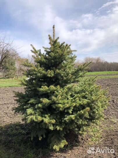 Ель крупномер