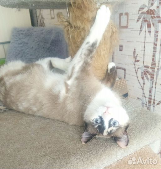 Кошечка Мура в добрые руки