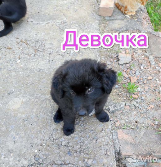 Щеночки в добрые руки