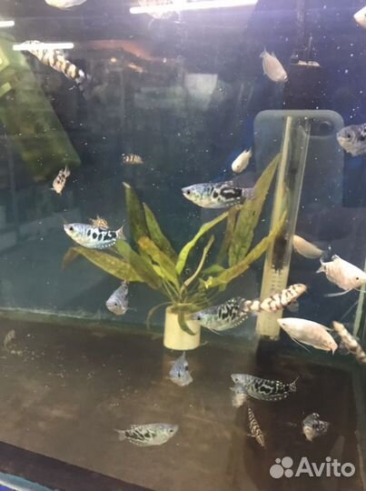 Микрорасбора