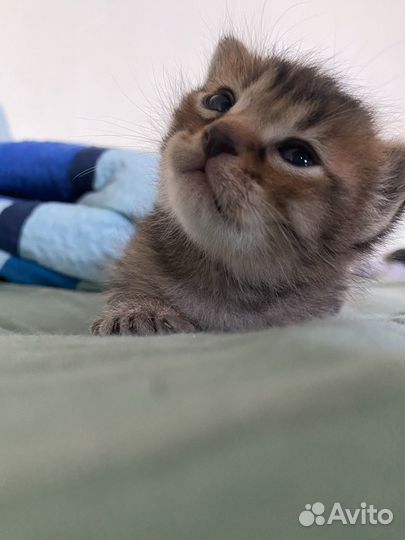 Котята в дар
