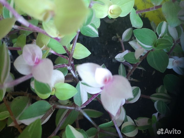 Кализия розовая,зеленая,желтая, вариегатная