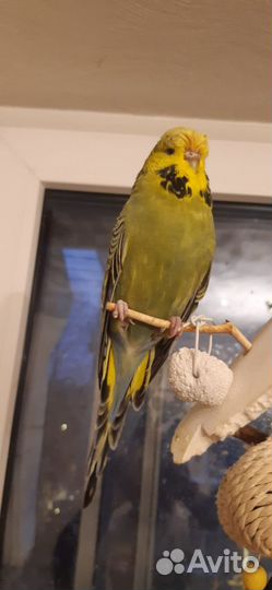 Попугай волнистый выставочный Чех