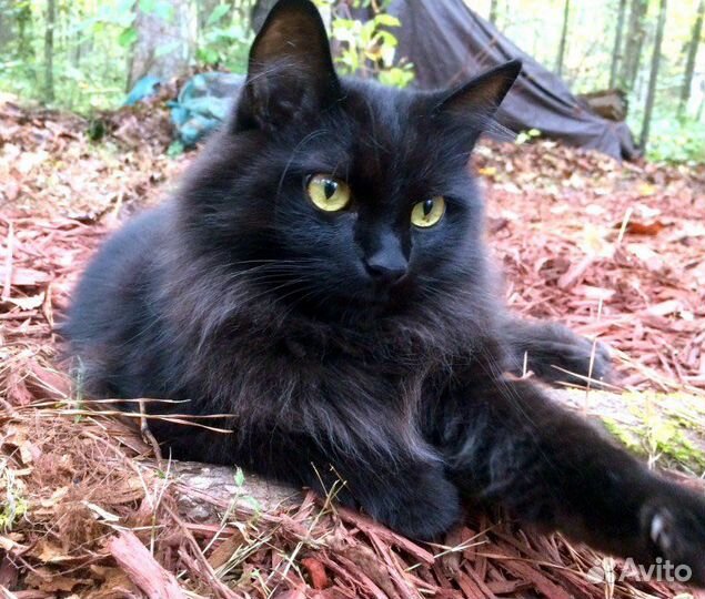 Кошечка Кассандра (Ночка)