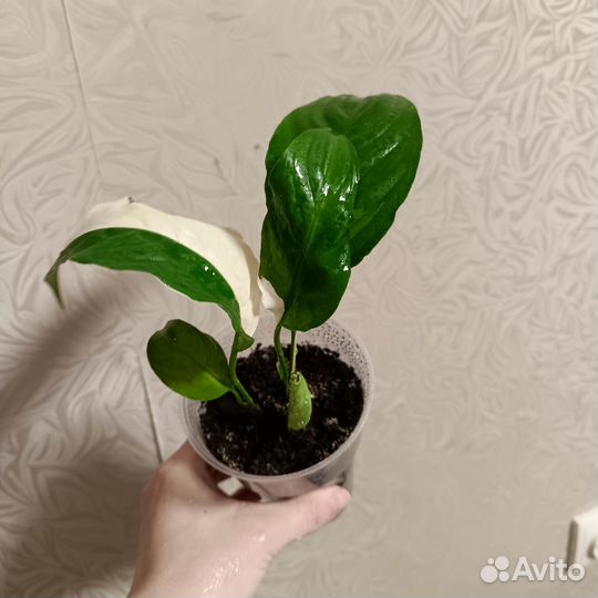 Продам спатифиллум Пикассо