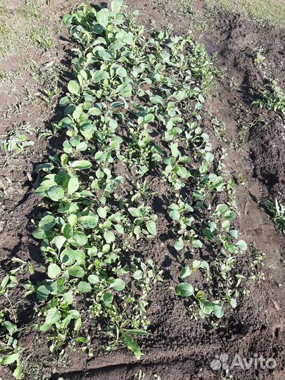 Рассада поздней капусты