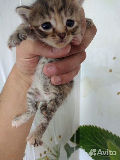 Котята,три мальчика,одна девочка