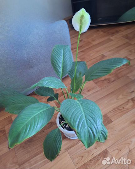 Спатифиллум