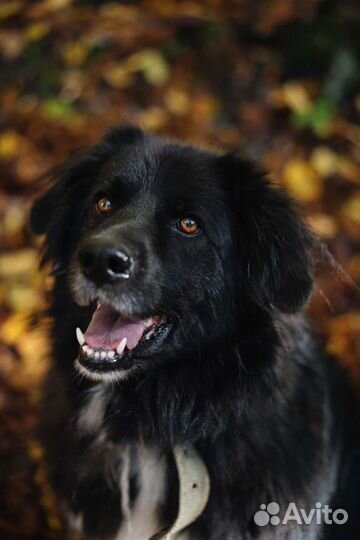 Метис Ньюфаундленда ищет семью