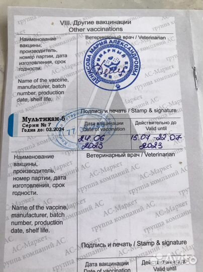 Щенки немецкой овчарки