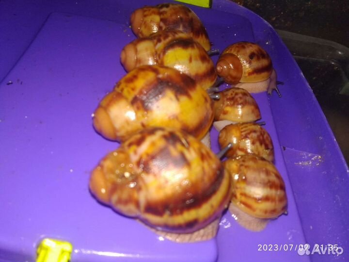 Тигры, сутуралисы, иктерики, ретики