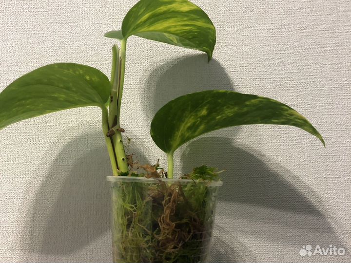 Сциндапсус