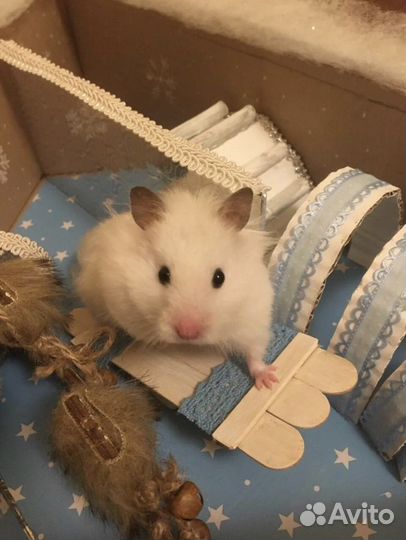 Игровой домик для хомяка