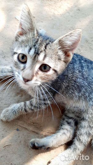 Кошечка в добрые руки