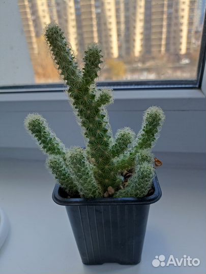 Комнатные растения