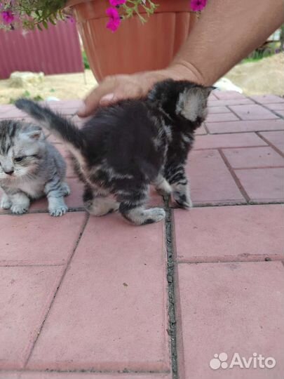 Отдам бесплатно