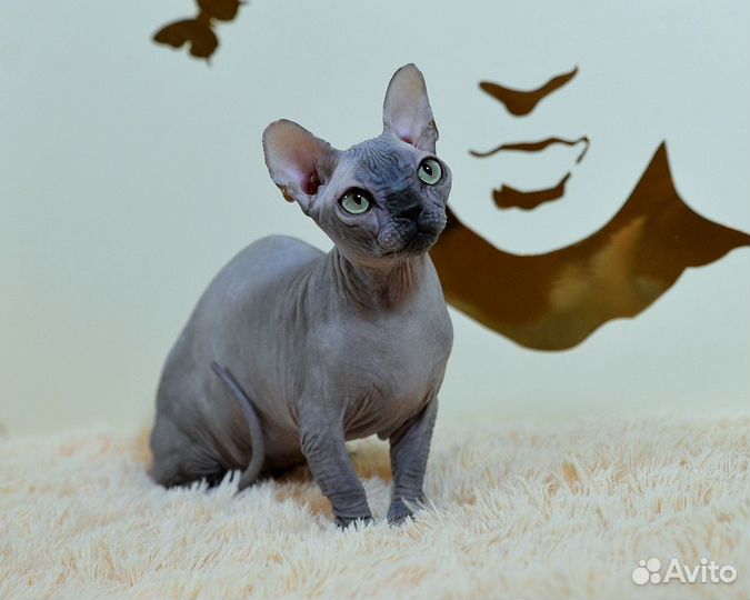 Бамбино девчуля крохотуля