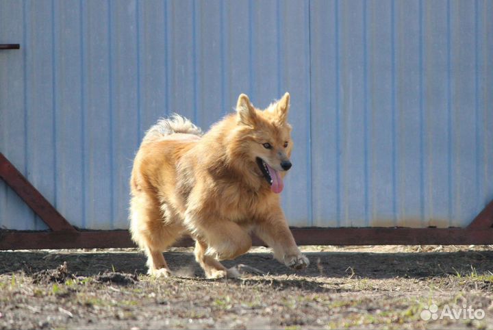 Рыжая б/п собака